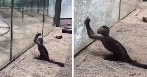 Monkey Sharpens Rock And Uses It To Smash Through Glass Enclosure At Zoo