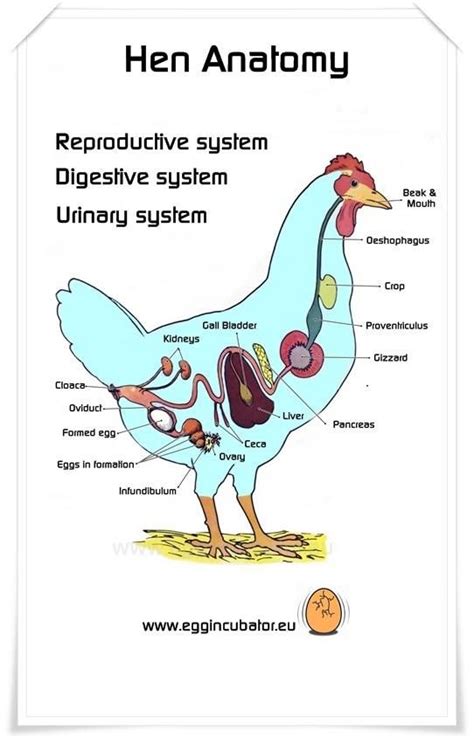 Reproductive Urinary And Digestive Systems Of A Hen Combined All These