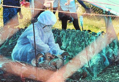 © 2021 forbes media llc. Govt issues advisories as bird flu outbreak reported in ...