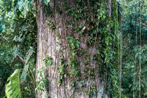 Kapok Tree Trunk Amazon Rainforest Stock Image Image Of Deciduous