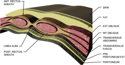Schematic Showing The Various Layers Of The Human Abdominal Wall