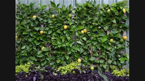 Espaliered Informal Lemon Fence Citrus Where The Fairies Live Pin