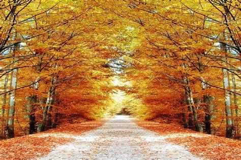 Autumn Maple Tree Road Large Wall Mural Self Adhesive