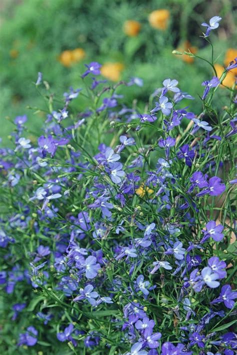 Beautiful Blue Flowers Of Climbing Lobelia Plant Close Up Stock Photo