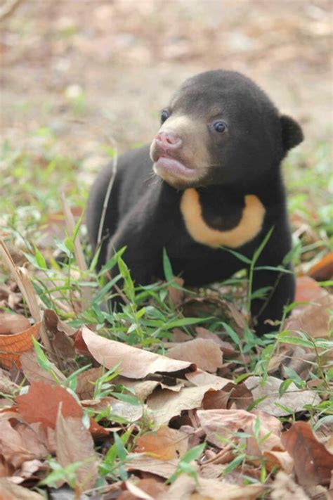17 Best Images About Sun Bears On Pinterest Baby Bears Sun And Vietnam