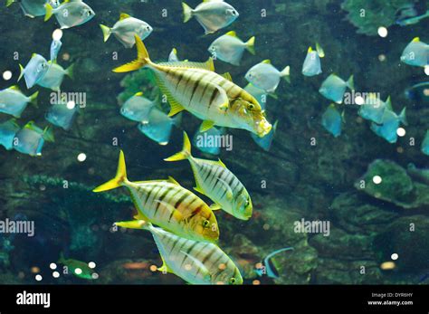Fish Stripe Hi Res Stock Photography And Images Alamy