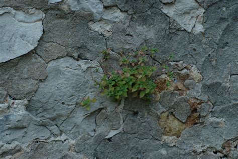 Free Images Rock Leaf Flower Soil Nikon Stone Wall Flora