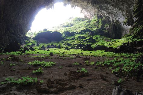 New Research Reveals Plant Wonderland Inside Chinas Caves Bioscience