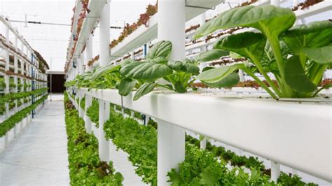 Dubai Gets Worlds Largest Hydroponic Farm With 95 Less Water Usage