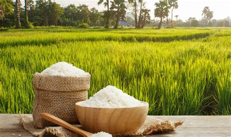 Ghana To Achieve Rice Self Sufficiency Banning Rice Imports By 2022