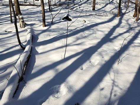 Shadows Of The Winter Woods Jonathan Bloy