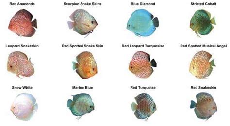 Discus Fish Types Care Facts And Natural Habitat