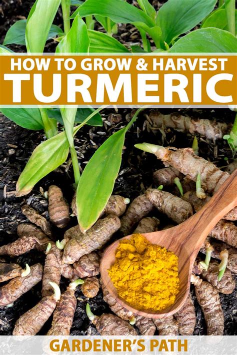 How To Plant And Grow Turmeric Gardener S Path