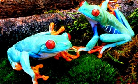 Colorful Amphibians Amazing Wallpapers