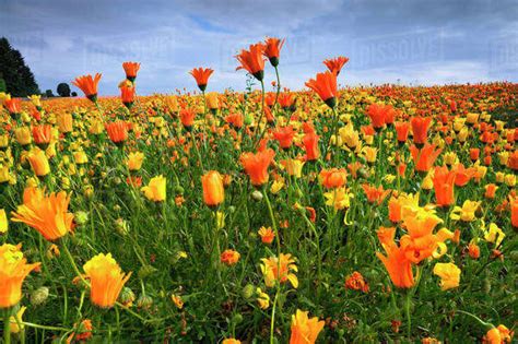 Usa Oregon Marion County Field Of Yellow And Orange Flowers Stock