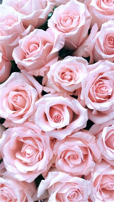 Roses Flower Wallpapers Iphone Android Flower Phone Wallpaper