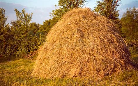 Stack Of Dried Hay Stock Image Image Of Natural Grass 55788001