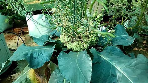 Cauliflower With Flowers And Seeds Youtube