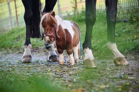 Mini Pony Enchants Seniors And Children It Is Only 50 Centimeters