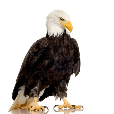 Premium Photo Bald Eagle 22 Years Haliaeetus Leucocephalus In