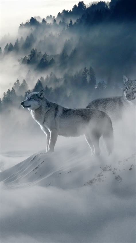 2160x3840 Snow Wolf Sony Xperia Xxzz5 Premium Hd 4k Wallpapers