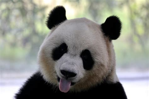 Cute Pictures Of Pandas Cutedoggalery
