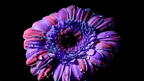 Download Wallpaper 2048x1152 Gerbera Daisy Flower Close Up Purple