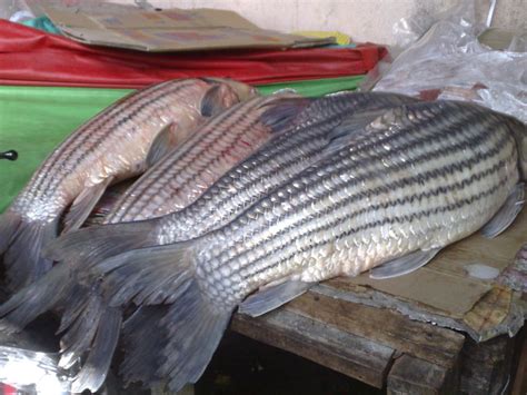 Jenis ikan lele konsumsi yang cepat besar. Musim Tamalian (temoleh) mengganas di Sungai Pahang ...