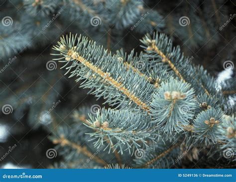 Evergreen Needles Stock Photo Image Of Trees002 Limbs 5249136