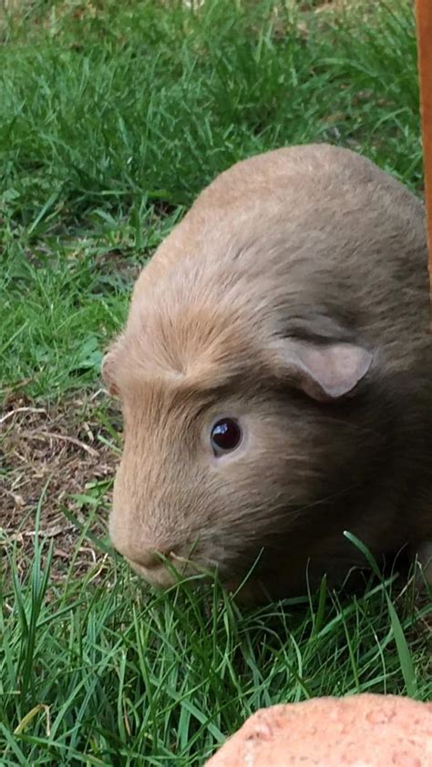 Crested Guinea Pigs Crested For Sale