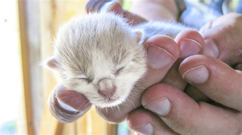 Once there, newborn baby cats do little more in their first few days than eat, sleep and poop. NEWBORN KITTENS - YouTube