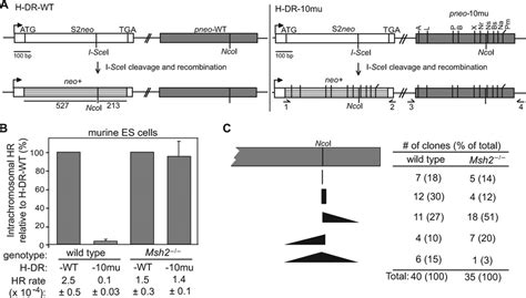 Homologous And Homeologous Recombination In Wild Type And Msh2 Mouse