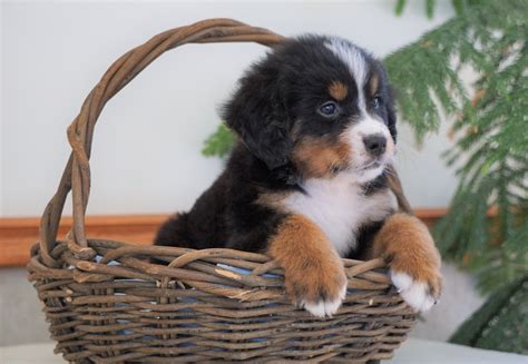 Akc Registered Bernese Mountain Dog For Sale Shiloh Oh Male Baxter
