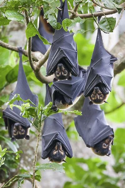 Group Of Spectacled Flying Fox Pteropus Conspicillatus 24554390
