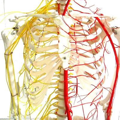 Anatomical Human Teaching Skeleton Nerves And Blood Vessels Natural