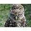 Day 230 Little Owl Athene Noctua /Buho  Pet Nature Birds