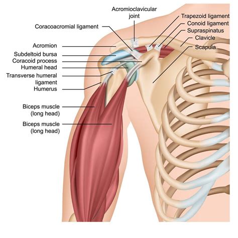 Like many other injuries and conditions, bursitis doesn't discriminate between neck and shoulders. Neck And Shoulder Anatomy Diagram - Neck And Shoulder ...