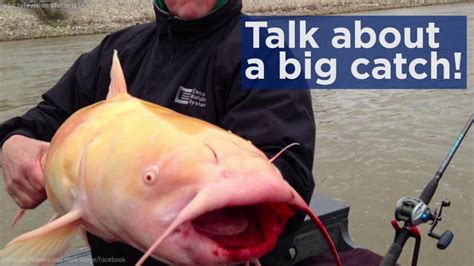 Fisherman Reels In Massive Rare Albino Catfish Youtube