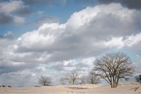 Trees In Dune Landscape On A Sunny Winters Day With Clouds Stock Photo