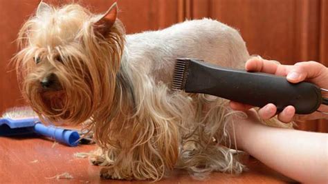Is Shaving Your Dog A Good Idea Our Fit Pets