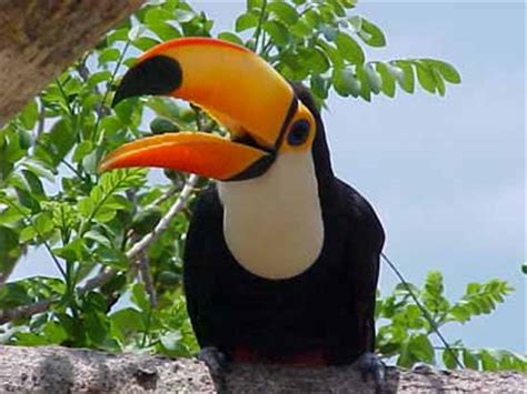 Named after the tucano people, whose name itself is from tucano. Fotos de Tucanos - Imagens e Natureza | Cultura Mix
