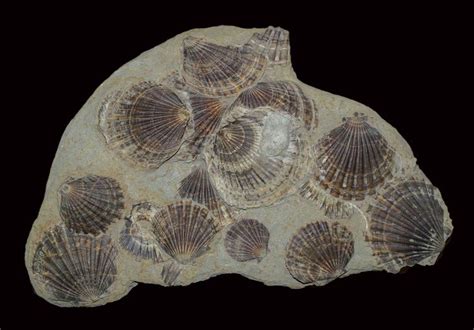 fossil scallops  sandstone oopecten gigas northwest  vienna austria miocene epoch