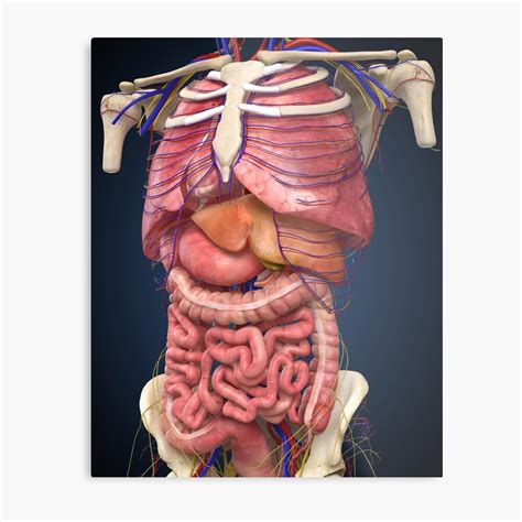 Each human organ is comprised of tissue that enables its function. Back Internal Organs : Anatomy Of The Back Organs Anatomy ...