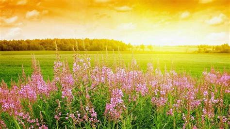 Plants With Flowers Grass Field During Sunset With Landscape View Of