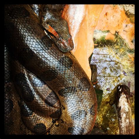 Anaconda Serpiente Más Grande Del Mundo No Venenosa Oronoquia Y