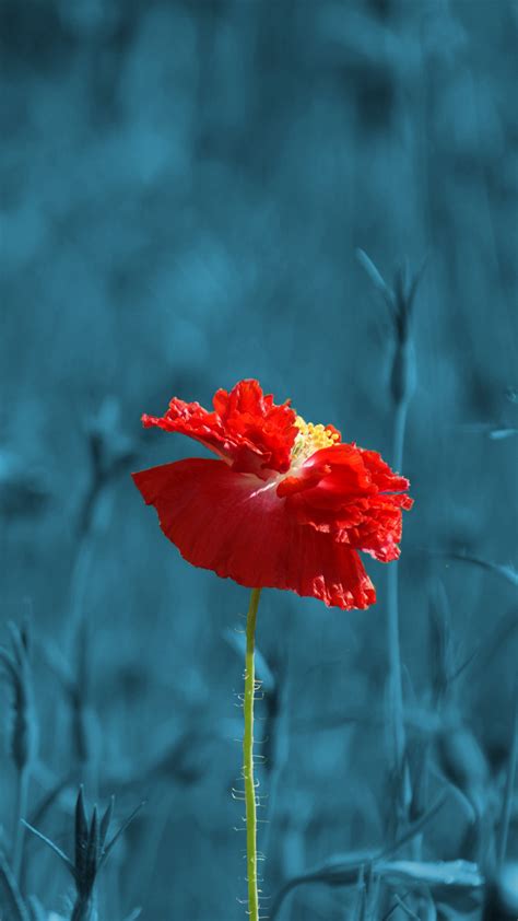 Ultra Hd Red Poppy Flower Wallpaper For Your Mobile Phone