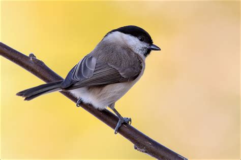 Singvogel jeg har altid været heldig. Sumpfmeise Foto & Bild | natur, vogel, singvogel Bilder ...