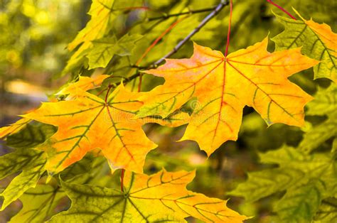 Beautiful Yellow Red Green Leaf In Autumn Stock Photo Image Of Garden