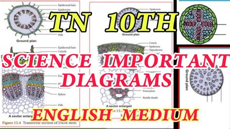 10th Std Science Important Diagram English Medium