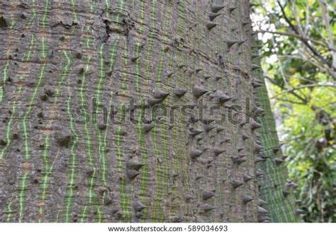 Closeup Bark Kapok Tree Ceiba Pentandra Stock Photo 589034693